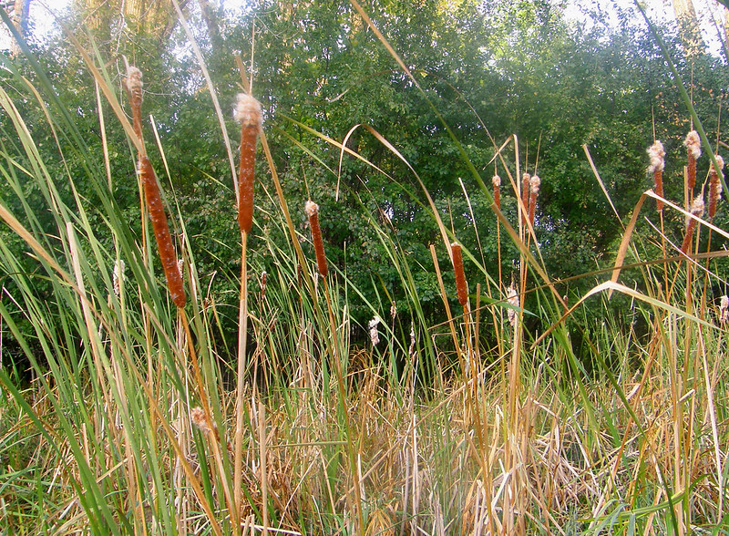 more mingling with the cattails