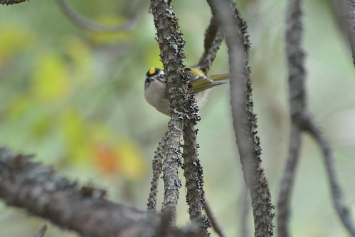 idaho quarryhill goldencrownedkinglet regulussatrapa latahcounty