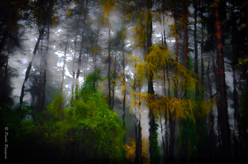 verde nikon novembre larice autunno pioggia calore macchina trentino sogno jungla d90 sottobsco