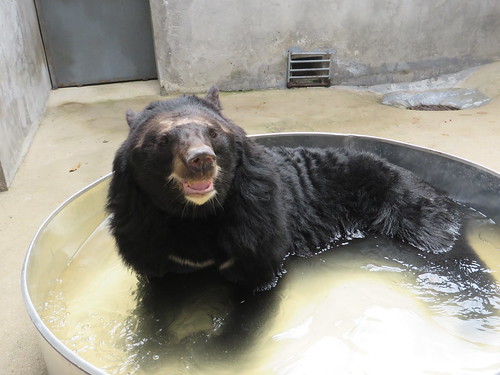 A bear lazes in his new swimming pool 1