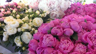 Peonies at Pike Place Market