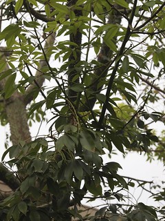 Flowering Now: Silk Floss Tree (Ceiba speciosa)