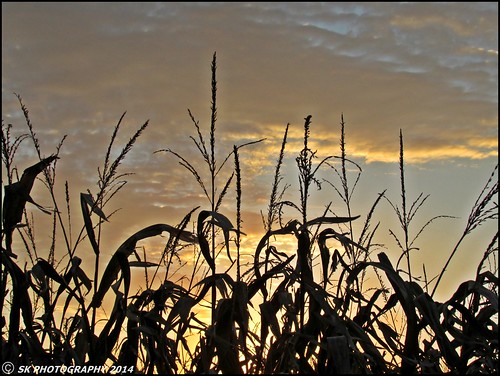 sunset corn corntassel