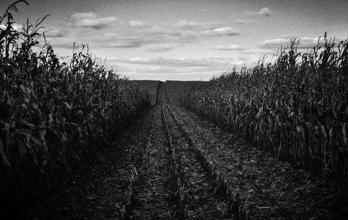 new blackandwhite corn cornfield farm harvest cornstalks agriculture passage