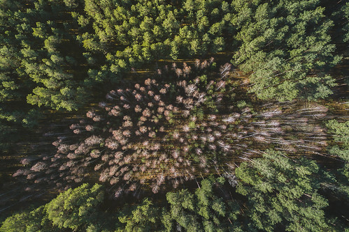 varėna forest autumn 2016 lithuania aerialphotography dji drone djiphantom3 phantom phantom3 phantom3advanced advanced europe birdseye landscape aerial djiglobal