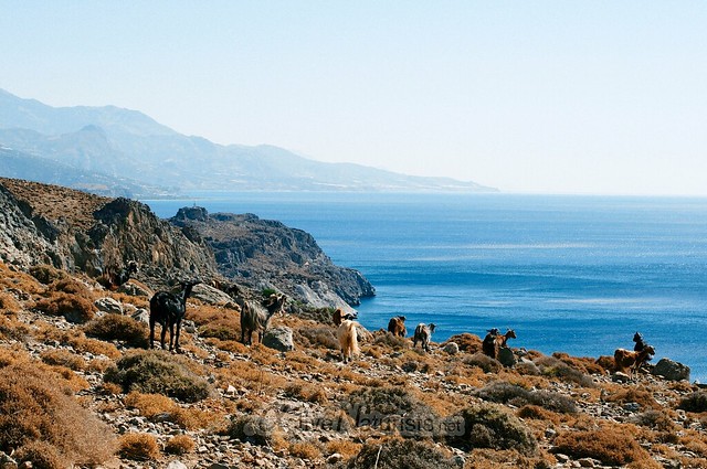 goats 0000 Kefalovrisi, Crete, Greece