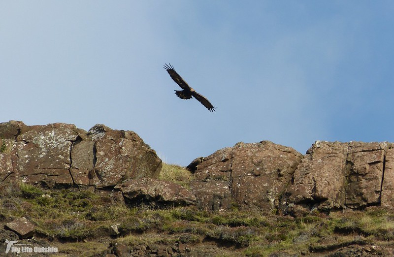 P1090088 - Golden Eagle, Isle of Mull