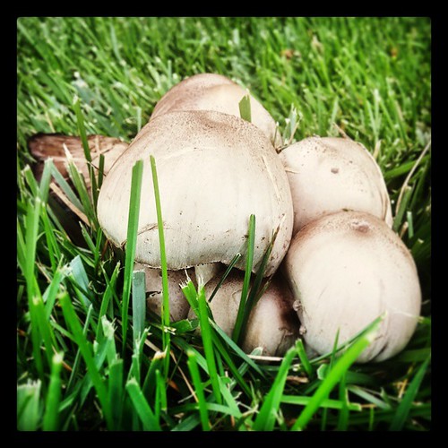 A little cluster of mushrooms at P&G Gardens in downtown Cincinnati...