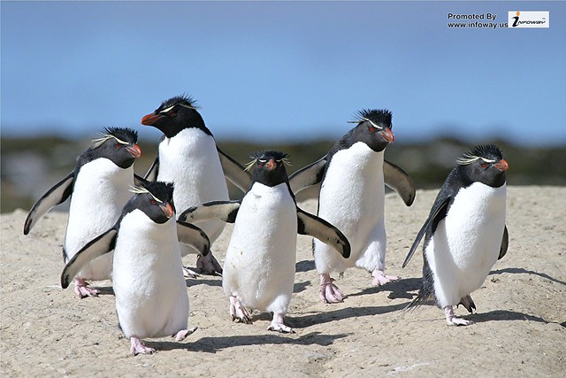 Ice Islands Penguins