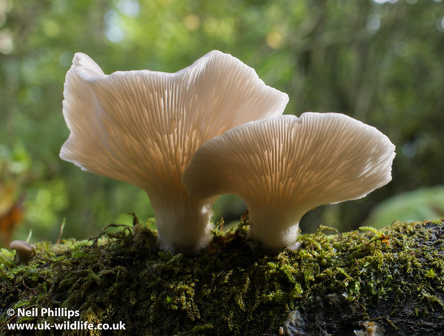 Pale Oyster Fungus 2
