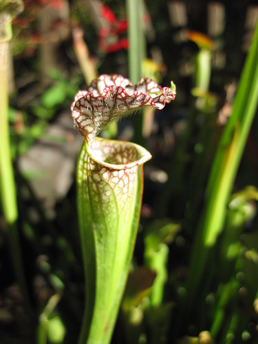 Fall Afternoon Pitcher Plants