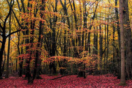 wood autumn trees leaves automne herbst wald autunno bois beechwood jesień beechtrees jesienny પાનખર