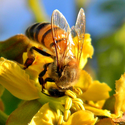 sunshine sunrise nikon florida bees bee honey western coolpix honeybee palmbeachcounty apis pollination pollinator apismellifera northpalmbeach graynickerbean taxonomy:binomial=apismellifera caesalpiniabonduc munyonisland graynicker