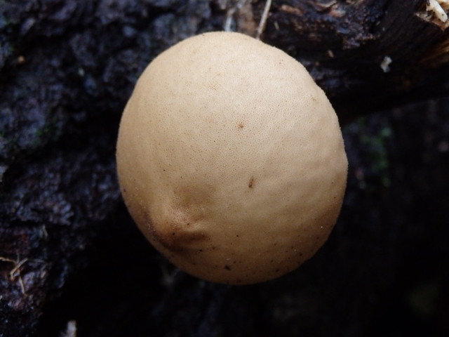 puffball fungus Linville Gorge