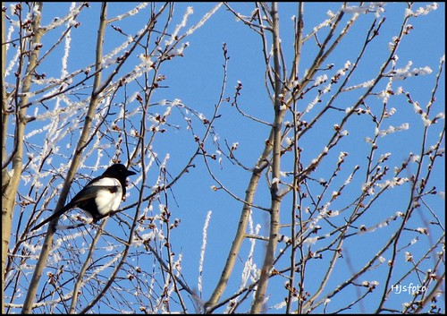 winter birch magpie musictomyeyes skata almostanything bodträskfors
