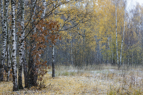 autumn woods october russia moscow 2014