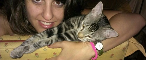 Grissom, gatito atigrado pardo tabby nacido en Marzo´14 en adopción. Valencia. ADOPTADO. 15594649535_8a6a9e24d1