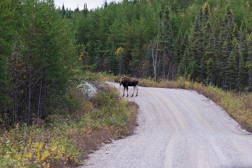 ontario canada moose bull sudburyunorganizednorthpart