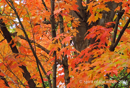 autumn fall maples otw nikonflickraward maplesinfall spokanewashingtonstate