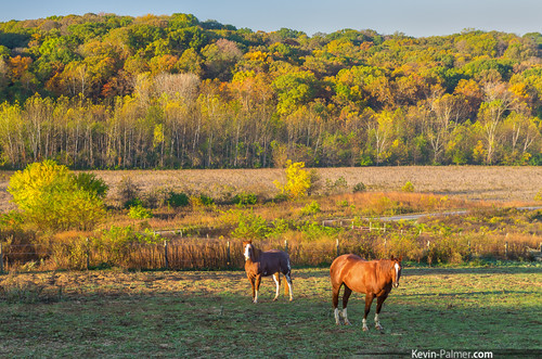 morning autumn trees two horses brown green fall colors grass sunrise early illinois october colorful foliage clear chestnut bluffs polarizer jimedgarstatepark casscounty kevinpalmer tamron1750mmf28 chandlerville pentaxk5