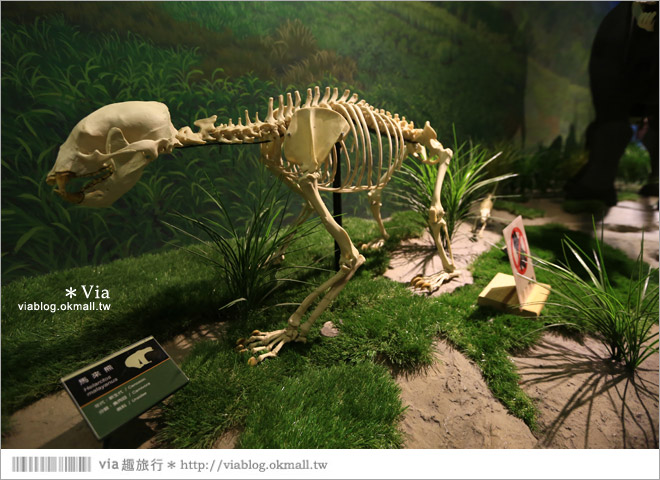 【台南南科景點】樹谷生活科學館～超大的劍齒象化石！有趣又能長知識的博物館！15