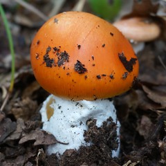    Caesar's mushroom  
