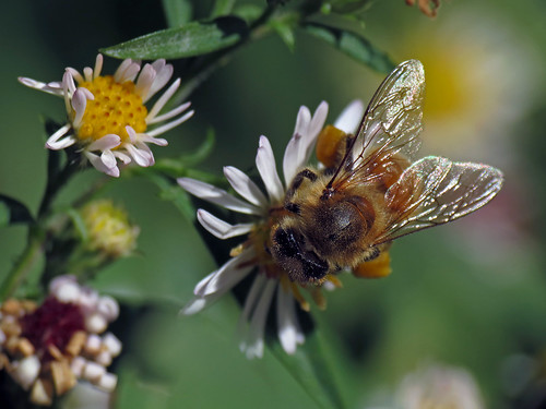 honeybee asteraceae apis apismellifera whiteheathaster symphotrichum frostaster canonpowershotsx40hs symphotrichumpilosa