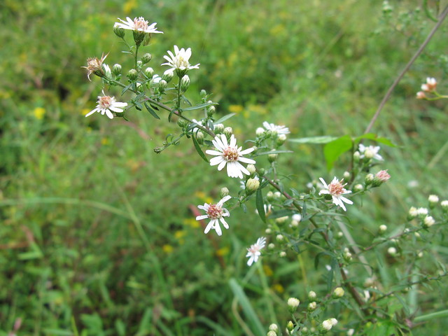 White Asters