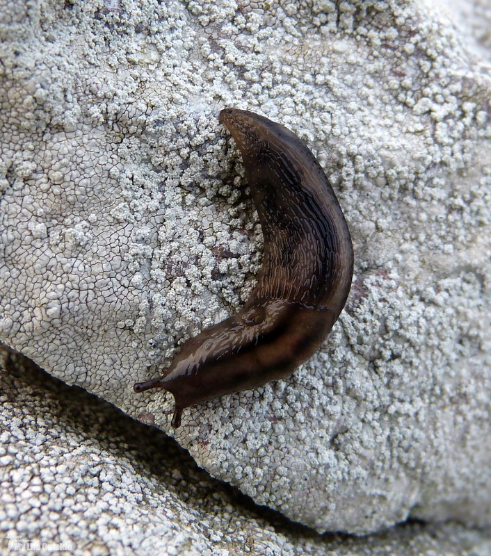 P1090416 - Spanish Slug, Lehmannia valentiana