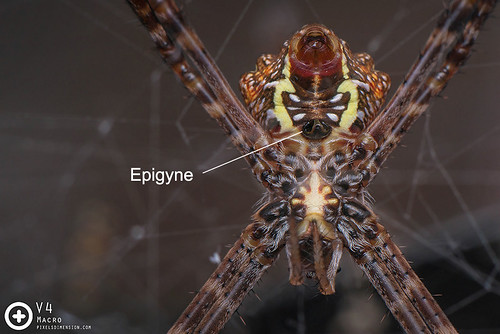 Epigyne of a female Argiope spider