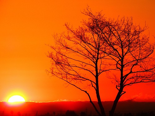 california orange tree socal sealbeachca sunsetskyclouds arborpark