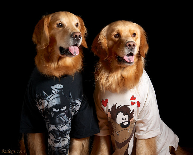 Dogs In Shirts