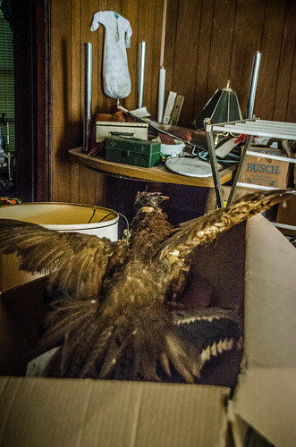 Stuffed Pheasant