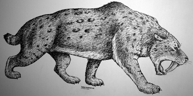 Smilodon fatalis (reconstruction of the saber-toothed tiger) (Late Pleistocene; California, USA) 1