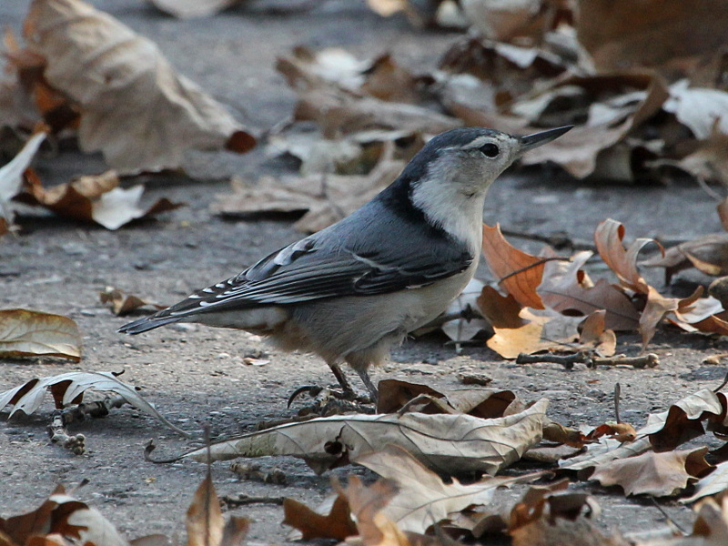 Photograph titled 'White-breasted Nuthatch'