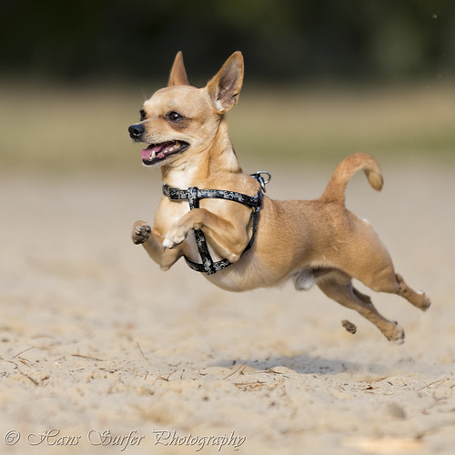 chihuahua netherlands flyingdog lutterzand