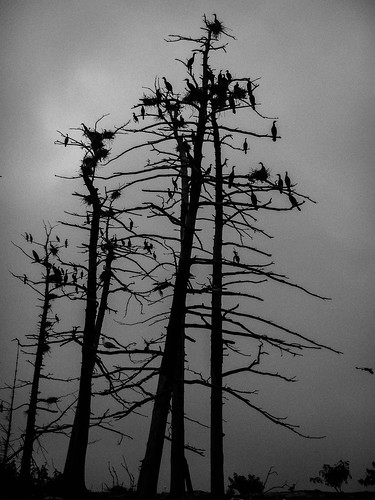 trees tree bird nature silhouette island nest cormorant baretrees strippedtrees