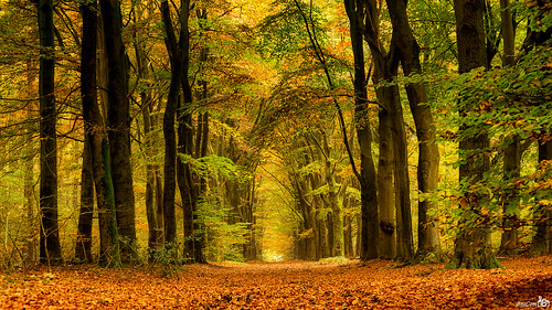 autumn trees holland leaves forest canon bomen widescreen herfst nederland thenetherlands 169 bos gelderland ermelo bladeren canonef24105mm bracom canoneos5dmkiii bramvanbroekhoven