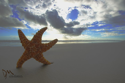 ocean beach clouds photography sand florida starfish dm stretching newsmyrna mongosa
