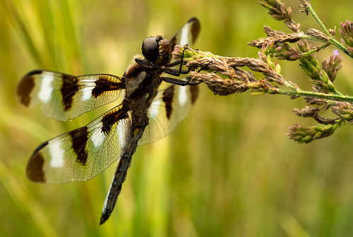 macro dragonfly samsung animalplanet pittsboro fd chathamcounty canonfd libellulapulchella twelvespottedskimmer canonfd50mmf35macro nx1100 samsungnx1100 pittsborotownlakepark
