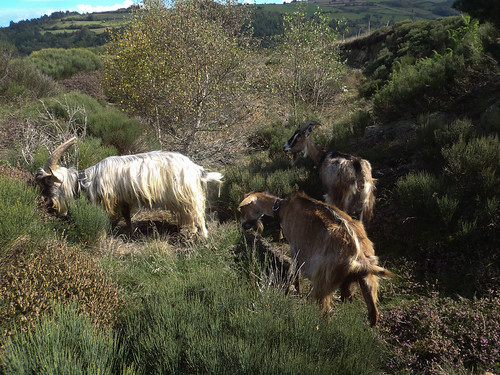 goats auvergne cabras chèvre massifcentral hauteloire margeride chabre hautesterres lobeç marjarida
