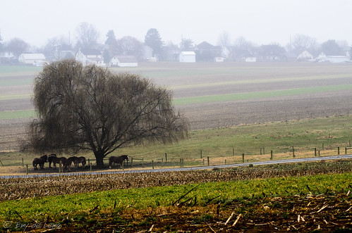 horses tree fog landscape amish lancaster fields estadosunidos pensilvania kinzers