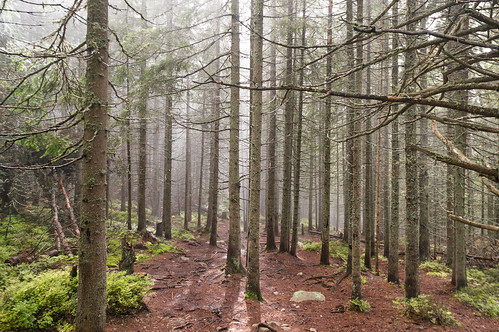 travel light sun mist mountain tree green sport fog forest woods hiking places slovakia hightatras hightartras