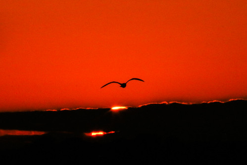sunset birds capecod birdsinflight chathamma oysterpond