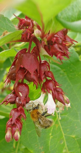 Himalayan honeysuckle and bumblebee