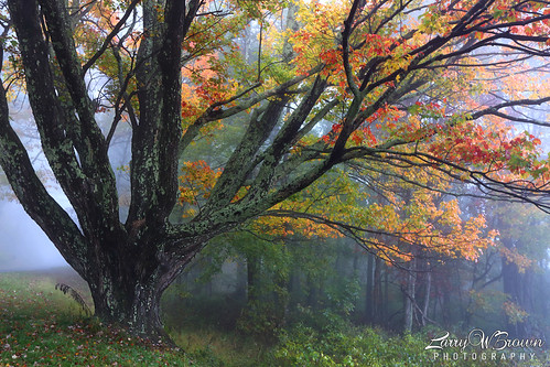 autumn virginia fallcolors mapletree hdr shenandoahnationalpark southriveroverlook
