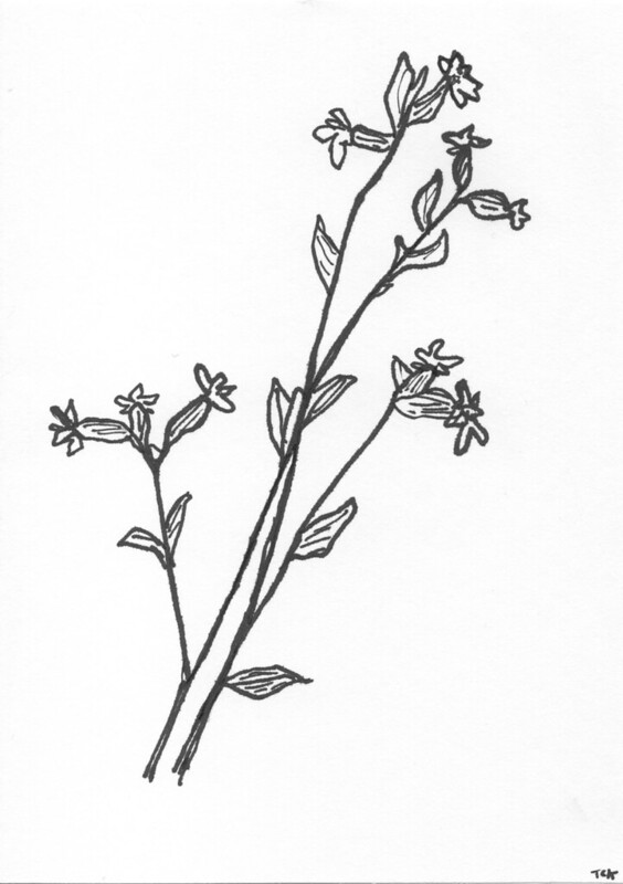 RED CAMPION (SILENE DIOICA)