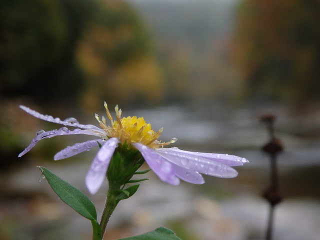 aster linville gorge