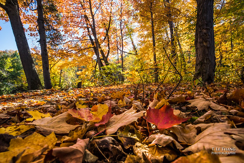 autumn fall nature leaves season landscape woods