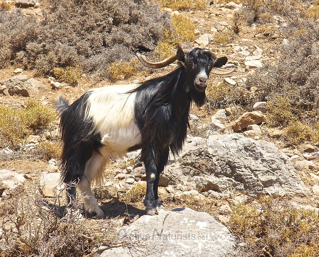 goat 0000 Kefalovrisi, Crete, Greece